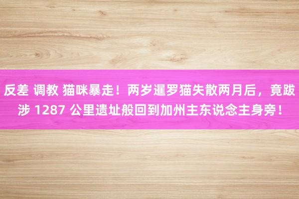 反差 调教 猫咪暴走！两岁暹罗猫失散两月后，竟跋涉 1287 公里遗址般回到加州主东说念主身旁！